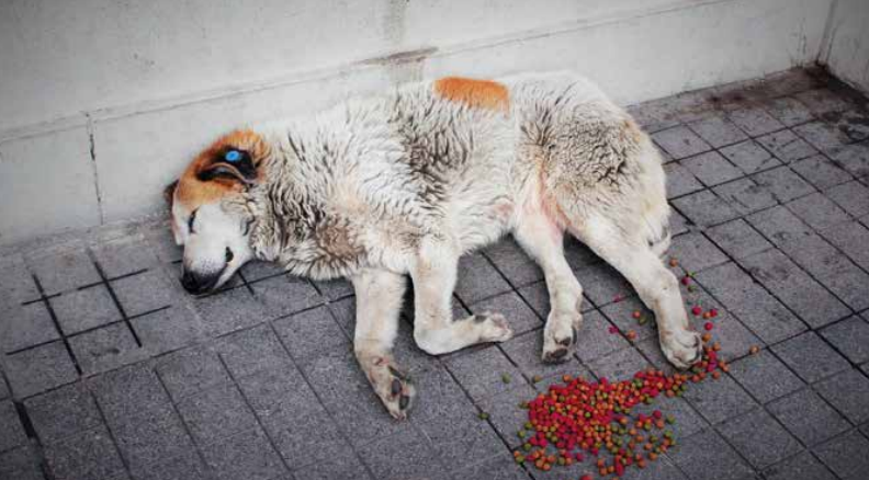 Sokak Köpeği Sorunu Nasıl Çözülür